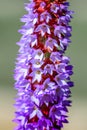 Purple and red flower - Primula - Vialii - Red Hot Poker Primrose Royalty Free Stock Photo