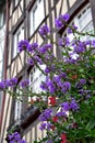 Purple and red flowers on a background of half-timbered houses. Rouen, France