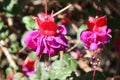 Purple and Red Fucsia flower Royalty Free Stock Photo