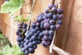 Purple red grapes with green leaves on the vine. fresh fruit. A garter of ripe grapes