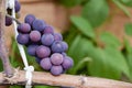 Purple red grapes with green leaves on the vine. fresh fruit. A garter of ripe grapes