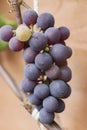 Purple red grapes with green leaves on the vine. fresh fruit. A garter of ripe grapes