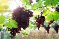 Purple red grapes with green leaves on the vine. fresh fruits Royalty Free Stock Photo