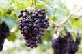 Purple red grapes with green leaves on the vine. fresh fruits Royalty Free Stock Photo