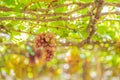 Purple red grapes with green leaves on the vine. fresh fruits