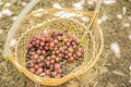 Purple red grapes with green leaves on the vine. fresh fruits Royalty Free Stock Photo