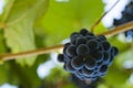 Purple red grapes with green leaves on the vine Royalty Free Stock Photo