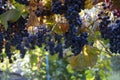 Purple red grapes with green and yellow leaves on the vine. fresh fruits. Selective focus Royalty Free Stock Photo