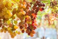 Purple red grapes with green leaves on the vine. fresh fruits