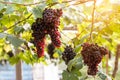 Purple red grapes with green leaves on the vine. fresh fruits