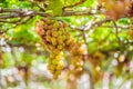 Purple red grapes with green leaves on the vine. fresh fruits Royalty Free Stock Photo