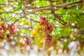 Purple red grapes with green leaves on the vine. fresh fruits Royalty Free Stock Photo