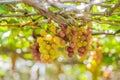 Purple red grapes with green leaves on the vine. fresh fruits Royalty Free Stock Photo