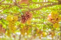 Purple red grapes with green leaves on the vine. fresh fruits Royalty Free Stock Photo