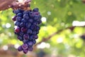 Purple red grapes with green leaves on the vine growing in vineyard Royalty Free Stock Photo