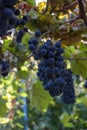 Purple red grapes with green and yellow leaves on the vine. fresh fruits. Selective focus Royalty Free Stock Photo