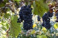 Purple red grapes with green and yellow leaves on the vine. fresh fruits. Selective focus Royalty Free Stock Photo