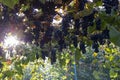 Purple red grapes with green and yellow leaves on the vine. fresh fruits. Selective focus Royalty Free Stock Photo