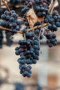 Purple red grapes with yellow leaves on the vine. Winter Royalty Free Stock Photo