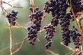 Purple red grapes with yellow leaves on the vine. Winter Royalty Free Stock Photo