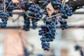 Purple red grapes with yellow leaves on the vine. Winter Royalty Free Stock Photo