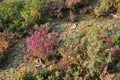 Purple with red and green leaves of Herbaceous seepweed Royalty Free Stock Photo