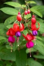 Purple and red hanging fuchsia flowers bright green bush