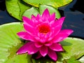 Purple red lotus flowering