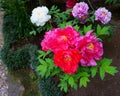 Purple and red peonies. Peonies on the flower bed