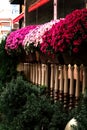 Purple, Red And Pink Blooming Chrysanthemum Flowers In Decorative Flower Pots On A Balcony With A Fence Close-up.