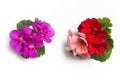Purple and red pink geranium flower blossoms with green leaves isolated on white background Royalty Free Stock Photo