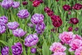 Purple, red and pink tulips in a park during tulip festival in Saint Petersburg. Colorful flowers. Royalty Free Stock Photo