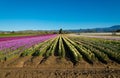 Purple; red; pink and yellow snap dragons blooming in a field