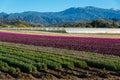 Purple; red; pink and yellow snap dragons blooming in a field