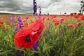 Purple and red poppy field in mountains close-up Royalty Free Stock Photo