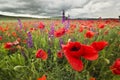 Purple and red poppy field in mountains close-up Royalty Free Stock Photo