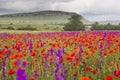 Purple and red poppy field in mountains Royalty Free Stock Photo