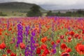 Purple and red poppy field in mountains Royalty Free Stock Photo