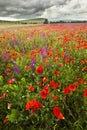 Purple and red poppy field in mountains Royalty Free Stock Photo