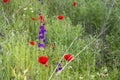 Purple and red poppy flowers blooming in early summer Royalty Free Stock Photo