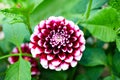 Purple red and white dahlia flower