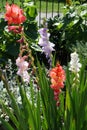 Purple, red, white, pink flowers of Gladiolus hortulanus Royalty Free Stock Photo