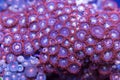 Purple And Red Zoanthid Soft Coral Royalty Free Stock Photo