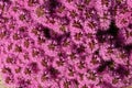 Purple and Reddish Flowers Field Background