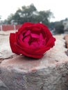 Purple - reddish rose flower .