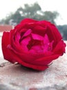 Purple - reddish rose flower .