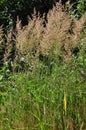 Purple reedgrass (Calamagrostis arundinacea) Royalty Free Stock Photo