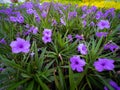 Purple Relic Tuberosa Flowers Blooming