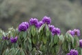 Purple Rhododendron Bloom, Sikkim