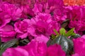 Purple Rhododendron blossoms close up. Nature floral pink background. Purple Azalea flowers in spring. Seasonal spring wallpaper. Royalty Free Stock Photo